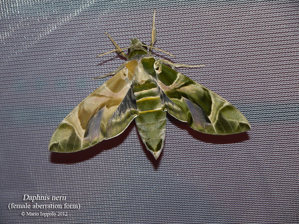 Daphnis nerii (aberrant female or gynandromorph) (Internet Image property of respective owner, non-commercial use only)